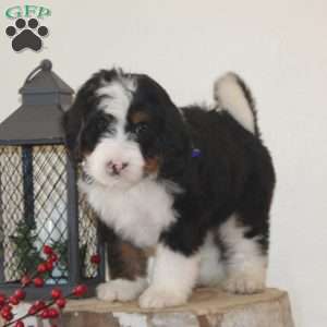 Sled, Bernedoodle Puppy